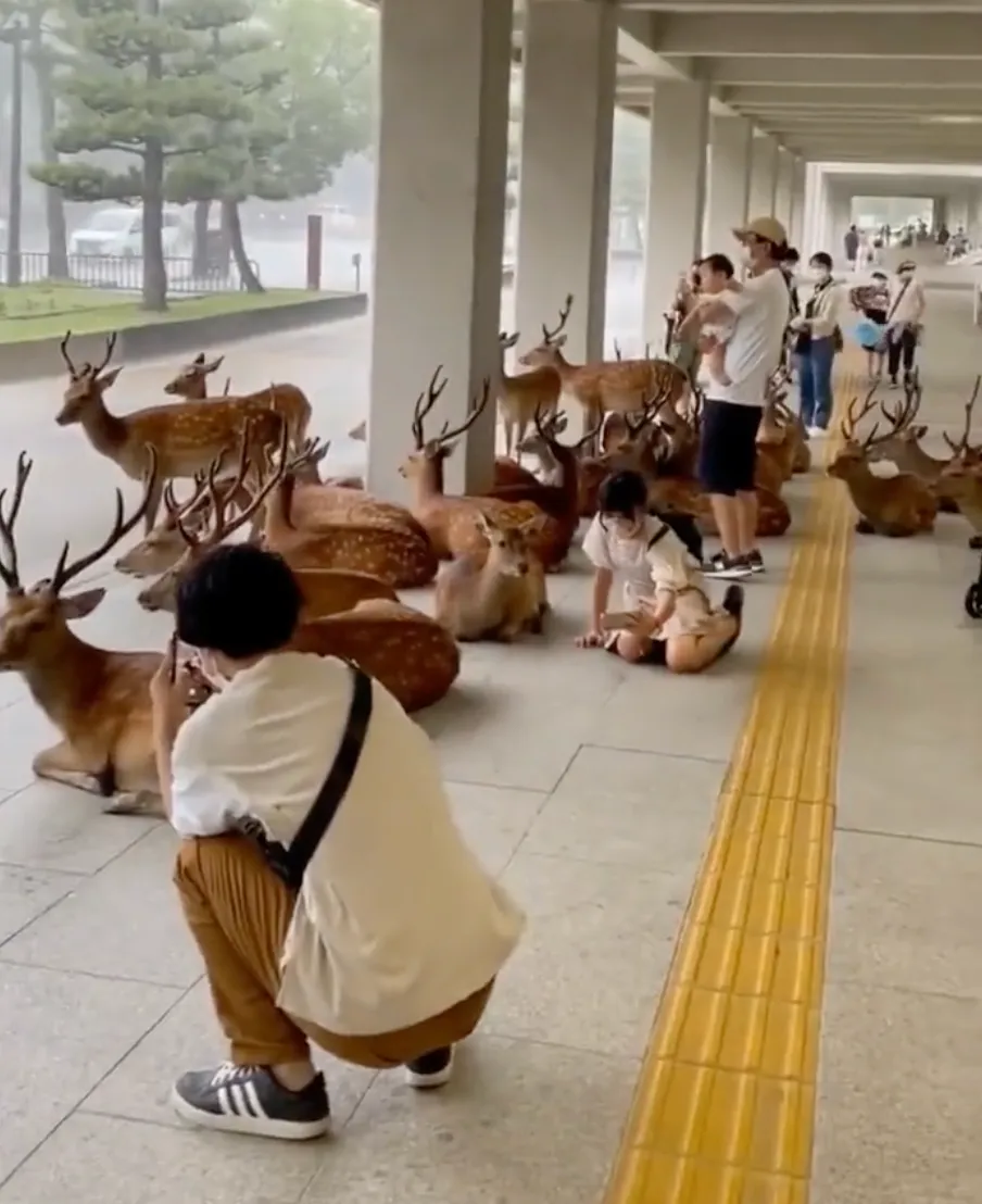 image of cerfs
